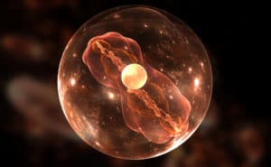 Cell, bacteria or virus for use with projects on science, research, biology and education - CYTENA - CYTENA